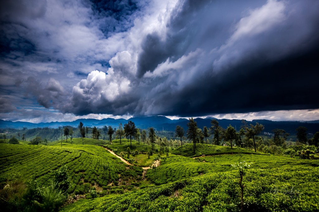 Sri Lanka, tea plantations, Teeplantage, Highlands